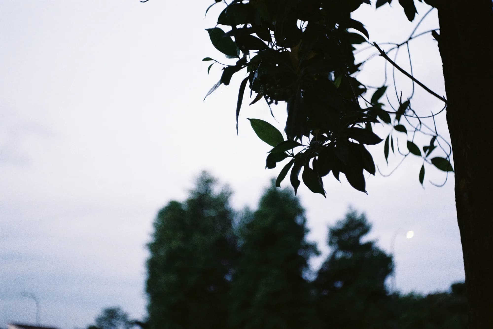 KODAK 200 (7)
